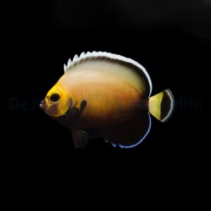 Chaetodontoplus conspicillatus - T.B.