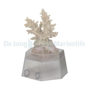 Coral holder