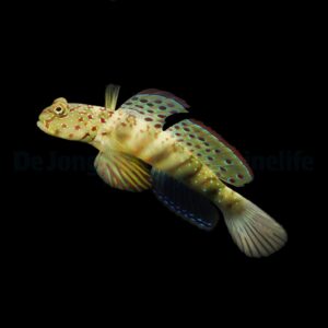 Cryptocentrus leptocephalus