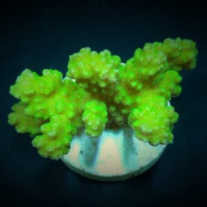 Pocillopora damicornis (Yellow-Green) S