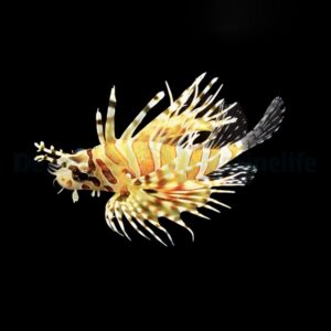 Dendrochirus zebra M