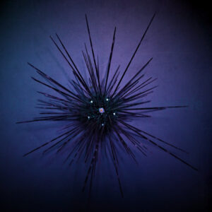 Diadema setosum L
