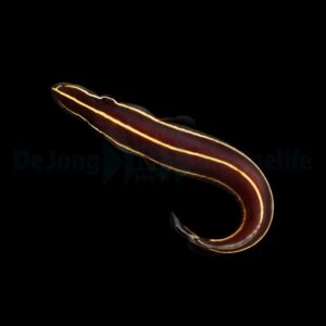 Diademichthys lineatus