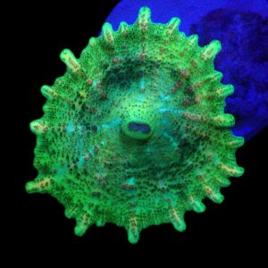 Discosoma neglecta (Green) (1 ear)