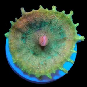 Discosoma neglecta (Premium) (1 ear)