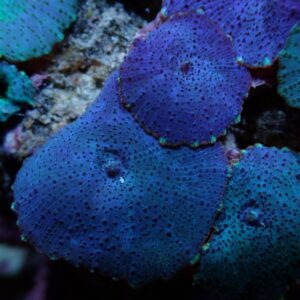 Discosoma spp. (Blue) (Grade A) L