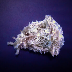 Dolabella auricularia