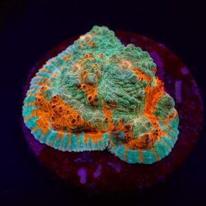 Echinophyllia spp. (Ultra) (frag)