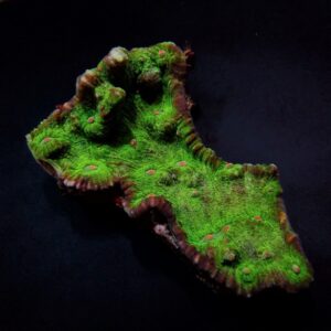 Echinophyllia spp. (Premium) M