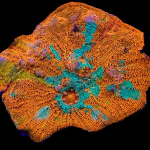 Echinophyllia spp. (Ultra) S