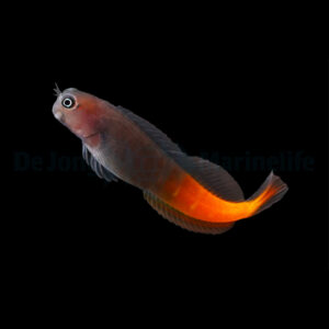 Ecsenius bicolor
