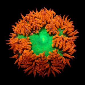 Epicystis crucifer (Ultra)