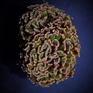 Euphyllia ancora (Tricolor) XL
