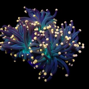 Euphyllia glabrescens (Premium) M