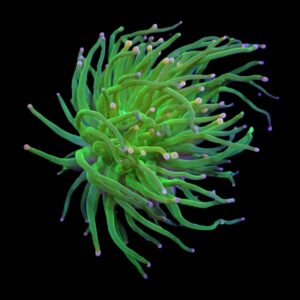 Euphyllia glabrescens (Cotton Candy) (1 hd.)