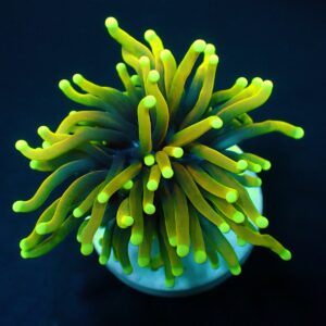 Euphyllia glabrescens (Dragon Soul) (1 hd.)