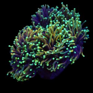 Euphyllia glabrescens (Dragon Soul) L