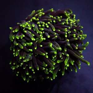 Euphyllia glabrescens (Green) (Premium) S