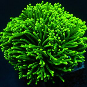 Euphyllia glabrescens (Green) (Ultra) XL