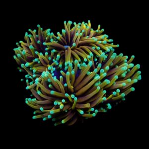 Euphyllia glabrescens (Hellfire) (p/h)