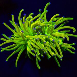 Euphyllia glabrescens (Holy Grail) (p/h)