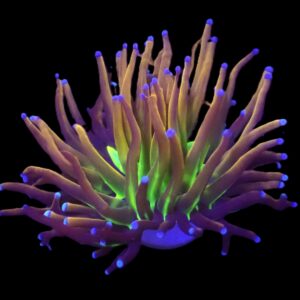 Euphyllia glabrescens (NYknicks) (1 hd.)