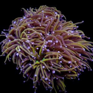 Euphyllia glabrescens (NYknicks) S
