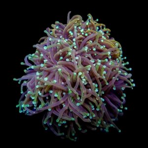 Euphyllia glabrescens (Orange-Yellow) S