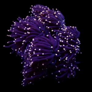 Euphyllia glabrescens (Orange-Pink tip) S