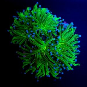 Euphyllia glabrescens (Reverse Holy Grail) S