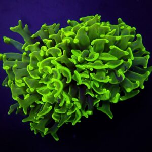 Euphyllia paraancora (Green) (Premium) S