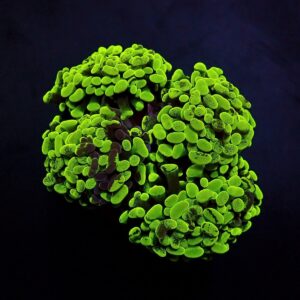 Euphyllia paraancora (Green) (Ultra) S