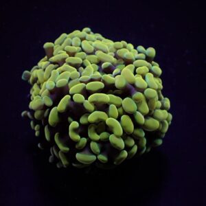 Euphyllia paraancora (Yellow-Gold) S