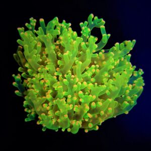 Euphyllia paradivisa (Green) (Ultra) S