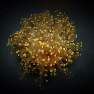 Euphyllia paradivisa (Orange-Pink) S