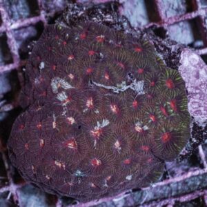 Favia spp. (Red) M