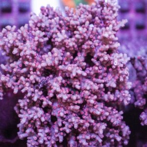 Cyphastrea decadia S