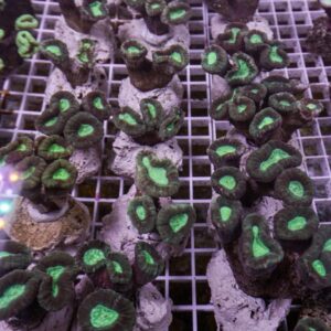 Caulastraea furcata L