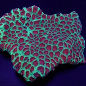 Favia spp. (Red) (Premium) XL