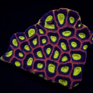 Favites complanata (Dragon Soul) L