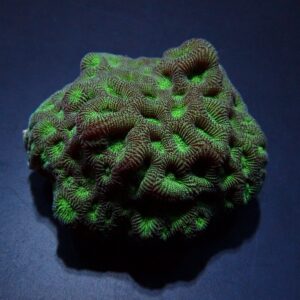 Favites spp. (Green) M