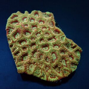 Favites spp. (Red) L