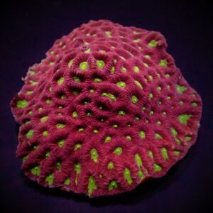Favites spp. (Red) (Premium) XL