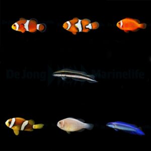 DJM bred fish package 1 (Mix)