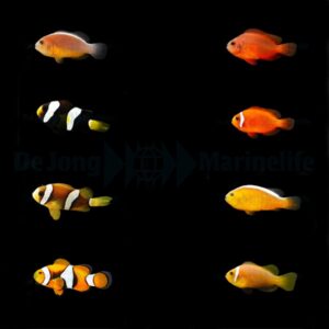 DJM bred fish package 6 (Clownfish)