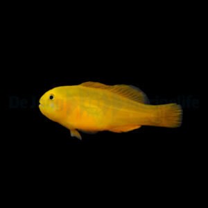 Gobiodon okinawae