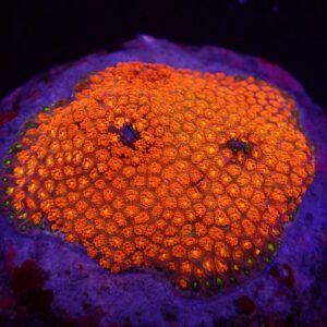 Goniopora minor (Mickey Mouse) S