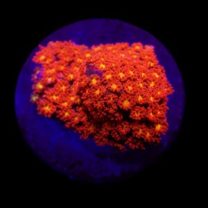 Goniopora spp. (Mickey Mouse) (frag)