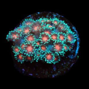 Goniopora spp. (Premium) (frag)