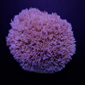 Goniopora spp. (Blue-Purple) S